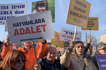 HayFed açıklama, hayfed sahipsiz hayvan açıklaması, hayfed sokak hayvanları