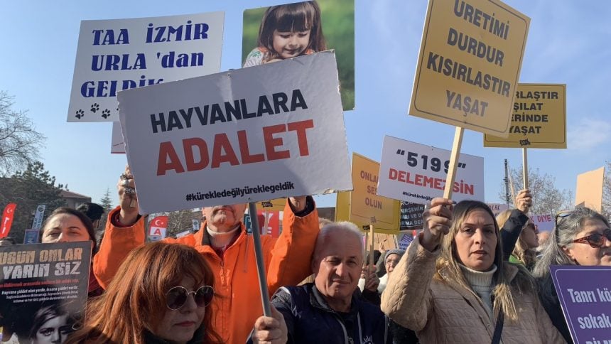 HayFed açıklama, hayfed sahipsiz hayvan açıklaması, hayfed sokak hayvanları
