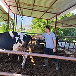 milas karantina, milas şap, milas şap karantina, şap, milas