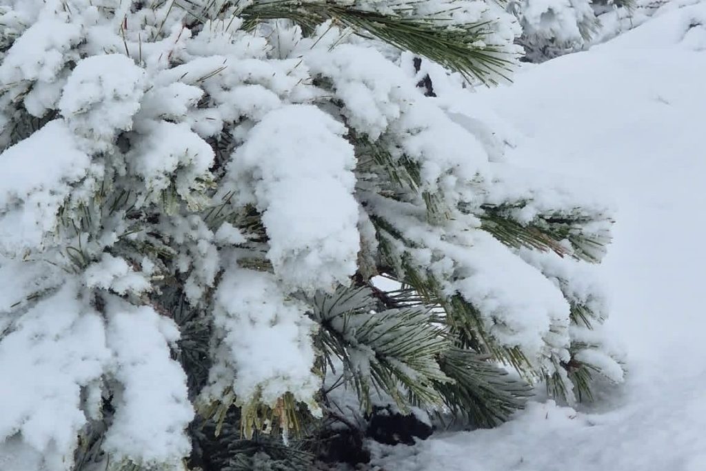 muğlanın ilk kar yağışı, muğla kar, göktepe dağı, muğla göktepe dağı, muğla göktepe dağı kar