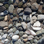 datça ölü balıklar, datça burgaz sahili, datça burgaz, datçada ölü balıklar sahili vurdu