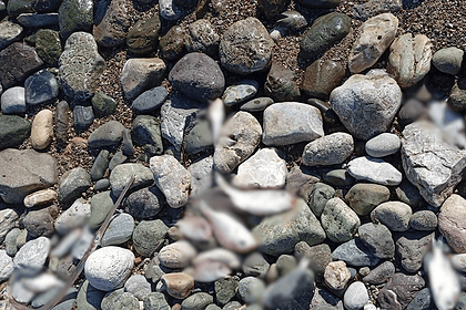 datça ölü balıklar, datça burgaz sahili, datça burgaz, datçada ölü balıklar sahili vurdu