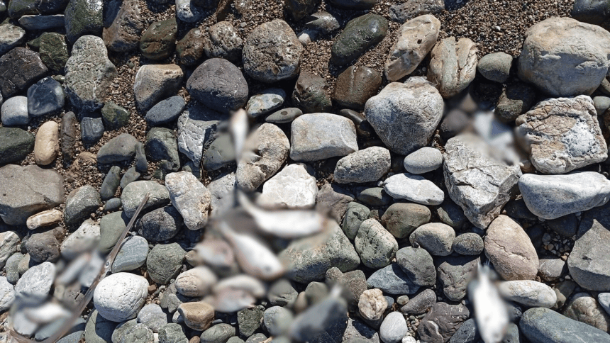 datça ölü balıklar, datça burgaz sahili, datça burgaz, datçada ölü balıklar sahili vurdu