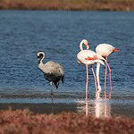 muğla turizm kenti, milas turizm kenti projesi, bargilya sulak alanı, süreyya öneş derici, süreyya öneş derici muğla