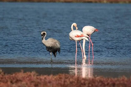 muğla turizm kenti, milas turizm kenti projesi, bargilya sulak alanı, süreyya öneş derici, süreyya öneş derici muğla