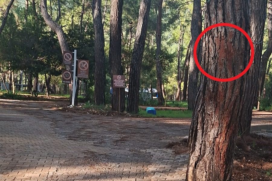 Gökova Ekoloji Meclisi,  Gökova Ekoloji Meclisi akyaka, Akyaka Orman Kampı, Gökova Ekoloji Meclisi açıklama, akyaka ağaç kesimi