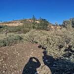 akbelen ormanı, akbelen direnişi, milas ikizköy, yk enerji, muğla zeytin sökümü