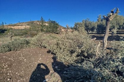 akbelen ormanı, akbelen direnişi, milas ikizköy, yk enerji, muğla zeytin sökümü