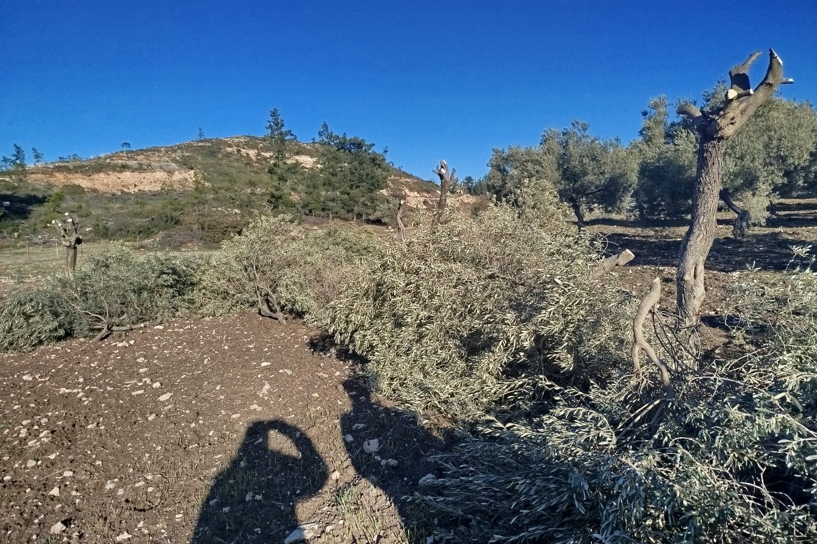 akbelen ormanı, akbelen direnişi, milas ikizköy, yk enerji, muğla zeytin sökümü