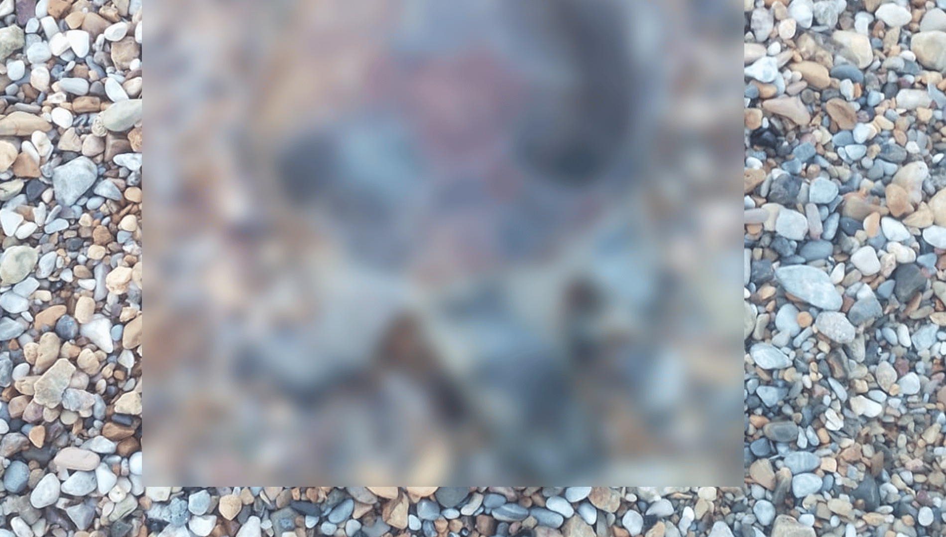 Bodrum’da sahilde ölü deniz kaplumbağası bulundu