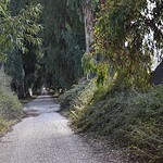 perihan koca, orman sınırı, orman sınırları dışına çıkarılan alanlar, orman, dem parti