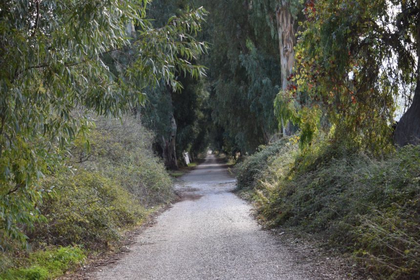 perihan koca, orman sınırı, orman sınırları dışına çıkarılan alanlar, orman, dem parti