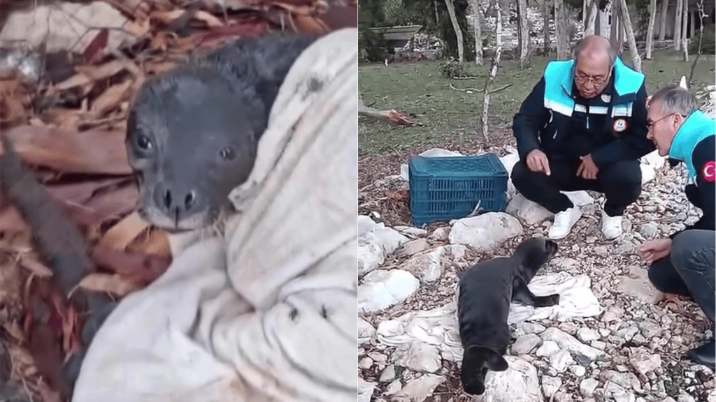 yavru akdeniz foku muğla