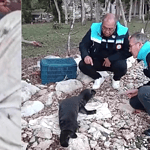 yavru akdeniz foku muğla