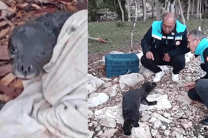 yavru akdeniz foku muğla