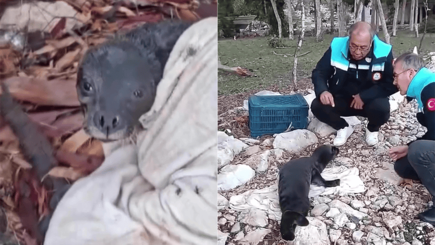 yavru akdeniz foku muğla