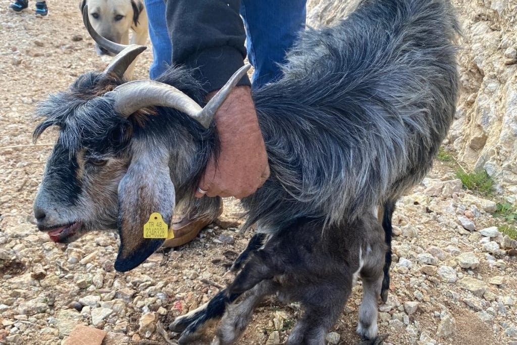 seydikemer keçi, seydikemer kurtarılan keçi, seydikemerde kurtarılan keçi, seydikemer yediburunlar, seydikemer