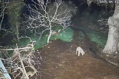 menteşe kurt saldırısı, menteşe kurt, menteşe, menteşede koyunlara saldıran kurt, menteşede kurt