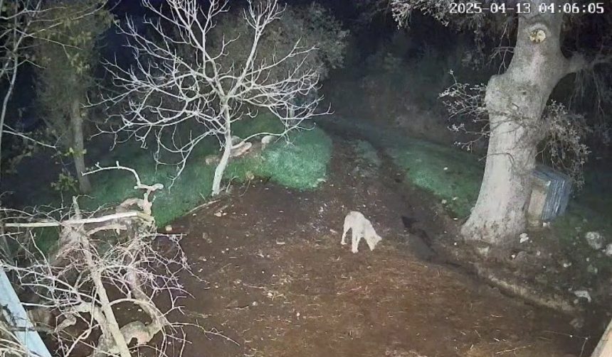 menteşe kurt saldırısı, menteşe kurt, menteşe, menteşede koyunlara saldıran kurt, menteşede kurt