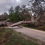 bodrum fırtına ağaç devrildi bodrum belediyesi