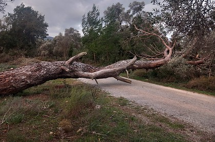 bodrum fırtına ağaç devrildi bodrum belediyesi