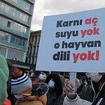 hayfed, muğla kurt saldırısı, hayvan haklarını koruma federasyonu, hayfed kurt, hayfed açıklama