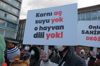 hayfed, muğla kurt saldırısı, hayvan haklarını koruma federasyonu, hayfed kurt, hayfed açıklama