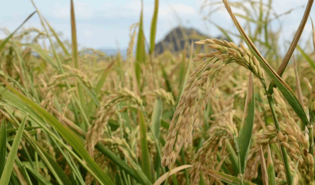 toprak mahsulleri ofisi, çeltik fiyatı ne kadar oldu, tmo çeltik fiyatları, çeltik fiyatı, çeltik ne kadar