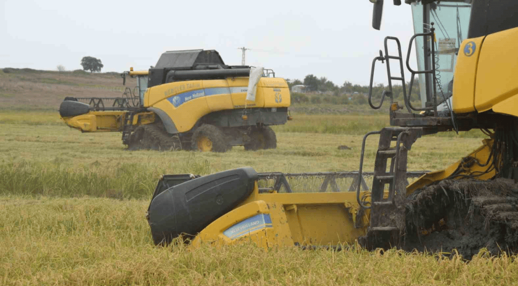 toprak mahsulleri ofisi, çeltik fiyatı ne kadar oldu, tmo çeltik fiyatları, çeltik fiyatı, çeltik ne kadar