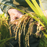 toprak mahsulleri ofisi, çeltik fiyatı ne kadar oldu, tmo çeltik fiyatları, çeltik fiyatı, çeltik ne kadar