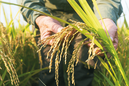 toprak mahsulleri ofisi, çeltik fiyatı ne kadar oldu, tmo çeltik fiyatları, çeltik fiyatı, çeltik ne kadar