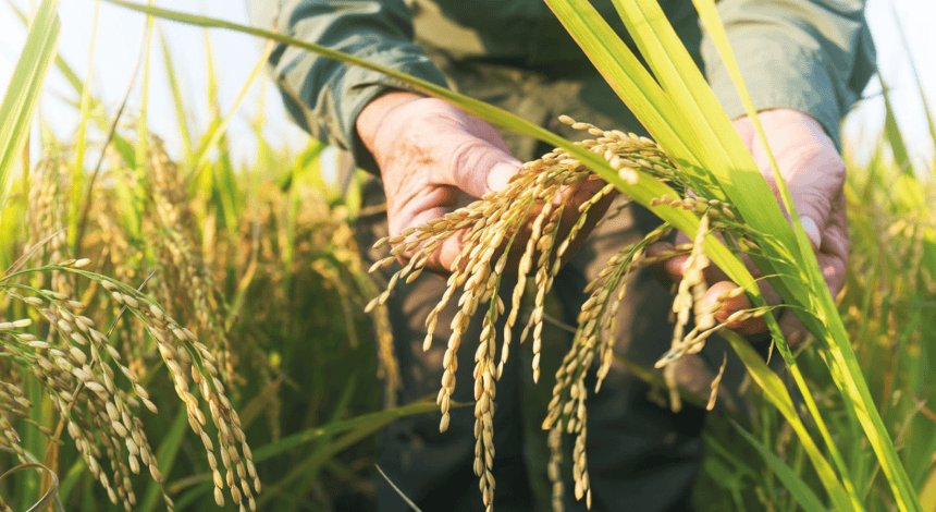 toprak mahsulleri ofisi, çeltik fiyatı ne kadar oldu, tmo çeltik fiyatları, çeltik fiyatı, çeltik ne kadar