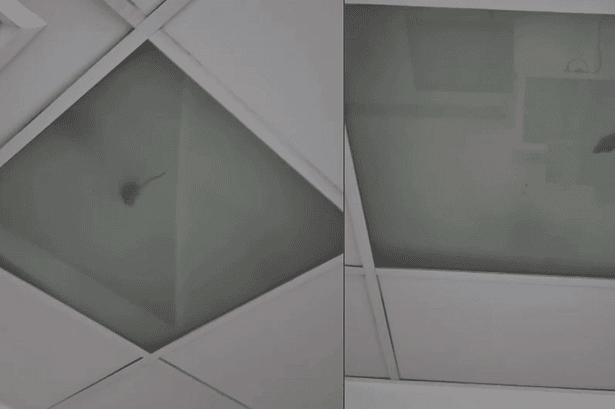 fethiye devlet hastanesi fare haşere