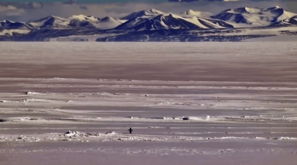nihilist penguen olayı nedir, yalnız penguen, nihilist penguenin hikayesi, nihilist penguen, werner herzog