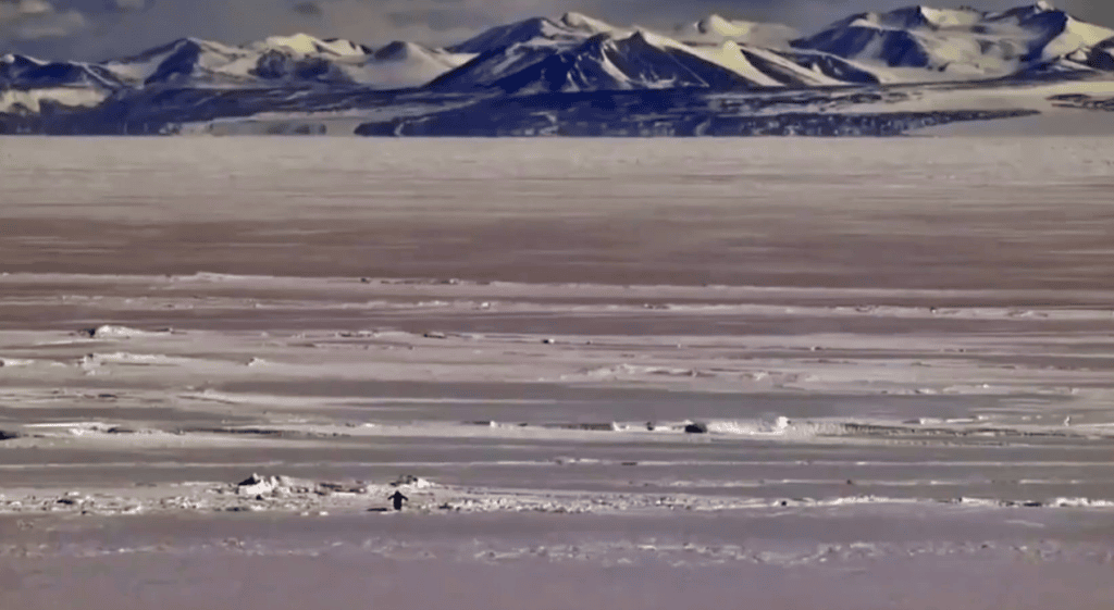 nihilist penguen olayı nedir, yalnız penguen, nihilist penguenin hikayesi, nihilist penguen, werner herzog