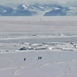 nihilist penguen olayı nedir, yalnız penguen, nihilist penguenin hikayesi, nihilist penguen, werner herzog