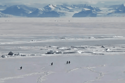 nihilist penguen olayı nedir, yalnız penguen, nihilist penguenin hikayesi, nihilist penguen, werner herzog