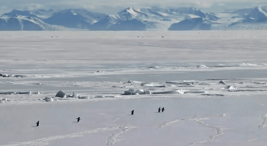 nihilist penguen olayı nedir, yalnız penguen, nihilist penguenin hikayesi, nihilist penguen, werner herzog