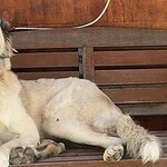 datça pati, datça, datçada silahla vurulan köpek, köpek pati, pati