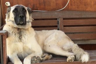 datça pati, datça, datçada silahla vurulan köpek, köpek pati, pati