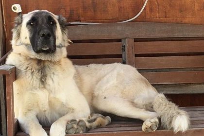 datça pati, datça, datçada silahla vurulan köpek, köpek pati, pati