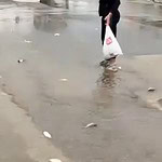 bodrumda balıklar asfalta sürüklendi, bodrum mumcular mahallesi, bodrum, bodrumda gölet taştı, bodrum mustafa kalem parkı