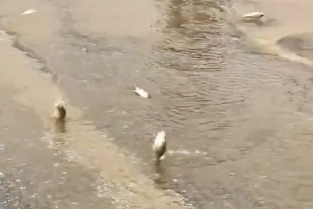 bodrumda balıklar asfalta sürüklendi, bodrum mumcular mahallesi, bodrum, bodrumda gölet taştı, bodrum mustafa kalem parkı 