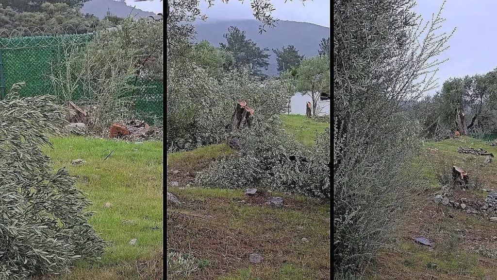 muğla valiliği, muğla valiliği inceleme, milas zeytin ağacı, milas zeytin ağacı kesimi, chp milas ilçe başkanı 