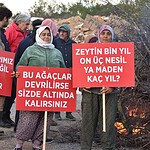 akbelen, akbelen zeytinlik, akbelen nerede, muğla akbelen köyü, akbelen ormanı neden kesiliyor