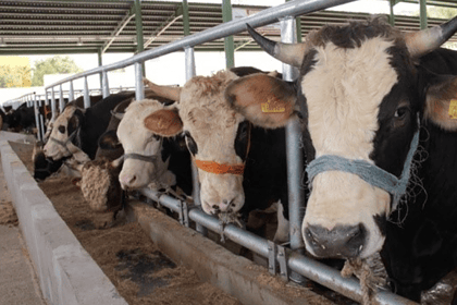 menteşe şap hastalığı, şap hastalığı, menteşe, menteşe karantina, menteşe şap