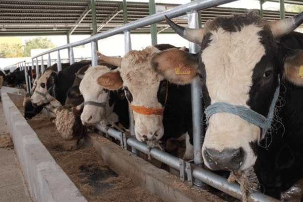 menteşe şap hastalığı, şap hastalığı, menteşe, menteşe karantina, menteşe şap