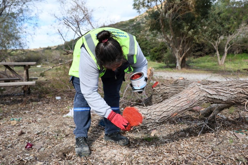bodrum fırtına, bodrum belediyesi, bodrum, bodrumda devrilen ağaçlar, bodrum belediyesi çalışma