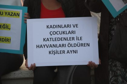 bodrum köpekler, bodrum silahla vurulan köpekler, bodrum köpek, bodrum sokak köpekleri, bodrumda silahla vurulan köpekler