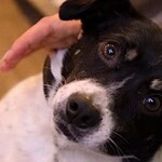 fethiyede öldürülen köpek, fethiye, fethiye köpek, fethiyede bıçaklanan köpek, bıçaklanan köpek